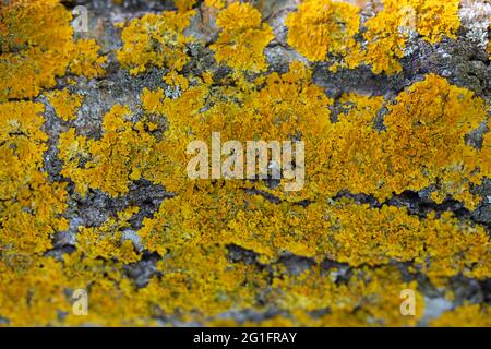 Flechten auf Baumstamm Hintergrund. Viele gelbe Flechten. Xanthoria parietina. Pilz-Makro. Natur Hintergrund, Textur. Moos wächst auf dem Stamm eines Stockfoto