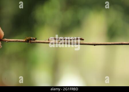 Neue annelida in der Natur, brasilianische Tiere für Anatomie Stockfoto