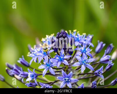 Schöne Aufnahme einer Biene auf portugiesischen Tintenschellblumen (Scilla peruviana) auf verschwommenem Hintergrund Stockfoto