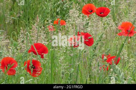 Leuchtend rote Mohnblumen zwischen hohem Gras. Papaver-Rhoeas, gemeiner Mohn, Maismohn, Maisrose, Feldmohn, Flanderns Mohn. Stockfoto