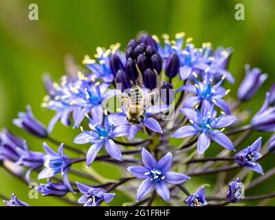 Schöne Aufnahme einer Biene auf portugiesischen Tintenschellblumen (Scilla peruviana) auf verschwommenem Hintergrund Stockfoto