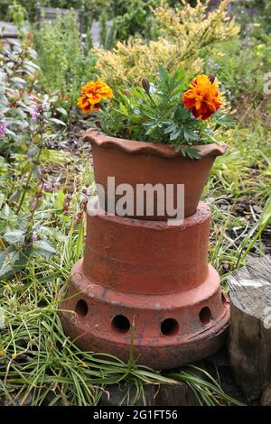 Ein alter Schornsteintopf wurde umgedreht und als Pflanzgefäß im heimischen Garten verwendet Stockfoto