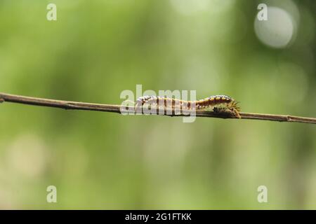 Neue annelida in der Natur, brasilianische Tiere für Anatomie Stockfoto