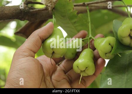 Hand auf bester Qualität java Apfel oder syzygium samarangense Stockfoto