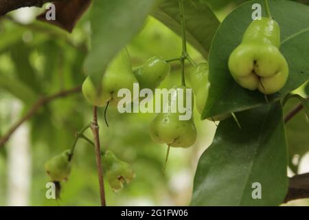 Java-Apfel hängt an einem Ast. Java-Apfel oder syzygium samarangense Stockfoto