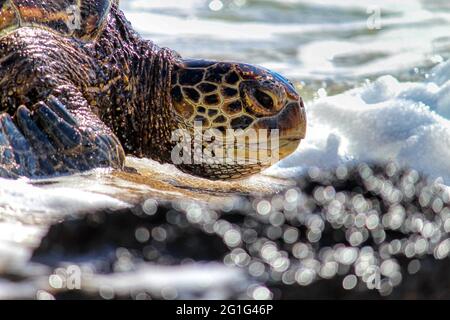 Die grüne Meeresschildkröte (Honu) tritt wieder in die Brandung ein. Stockfoto