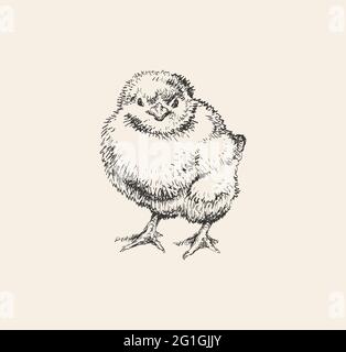 Hand gezeichnete Skizze Vektorgrafik Küken. Niedliches kleines Huhn. Tintenzeichnung. Stock Vektor