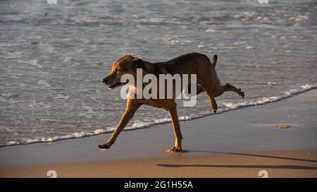 Kleine Hündin, die am Strand am Wasser läuft Stockfoto