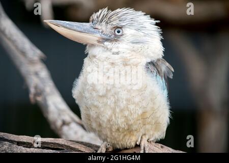 Der blau geflügelte Kookaburra sitzt auf einem Baumstamm Stockfoto