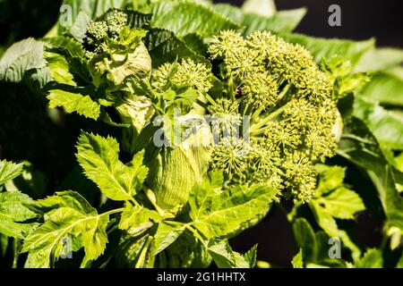 Berühren Sie das große Unkraut nicht, es verursacht schmerzhafte Verbrennungen auf der Haut, im Frühjahr, wenn sich die Blüten entwickeln Stockfoto