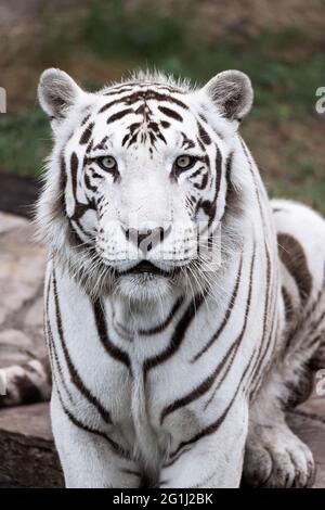 Vertikale Nahaufnahme eines schönen weißen Tigers Stockfoto