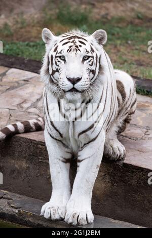 Vertikale Nahaufnahme eines schönen weißen Tigers Stockfoto