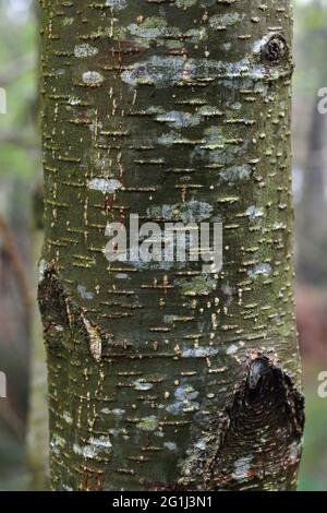 Stamm einer Erle (Alnus glutinosa) Stockfoto