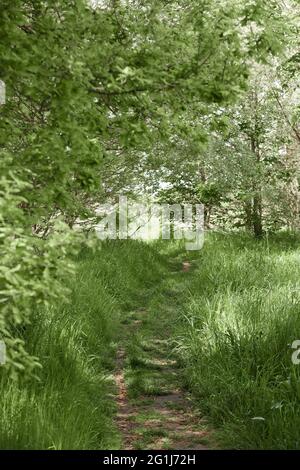 Grüner Wald mit großen Bäumen und hohem Gras Stockfoto