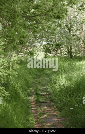Grüner Wald mit großen Bäumen und hohem Gras Stockfoto