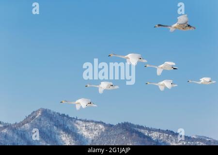 Singschwan (Cygnus cygnus) fliegende Herde. Lake Kussaro, Akan National Park, Hokkaido, Japan Stockfoto