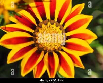 Makro von Tagesanbruch rot gestreifte Blume Stockfoto