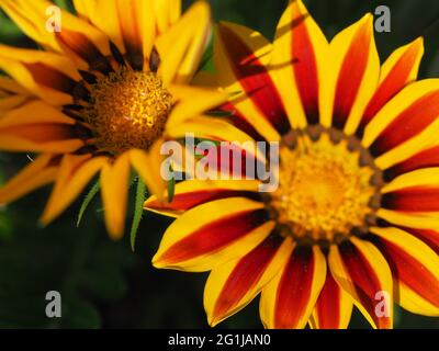 Makro von Tagesanbruch rot gestreifte Blume Stockfoto