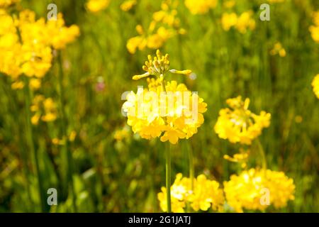 Primula Bulleyana (Candelabra Primrose) im Botanischen Garten des Eden Project in Bodelva, Cornwall, Großbritannien, Mai 2021 Stockfoto