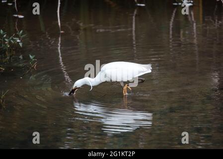 Kleine Reiher, die am Ufer eines Flusses kläppeln Stockfoto