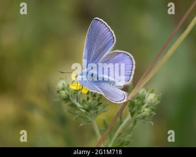 Blauer Schmetterling auf einer gelben Blume trinkt Nektar mit einem Proboscis. Makro Natur Stockfoto