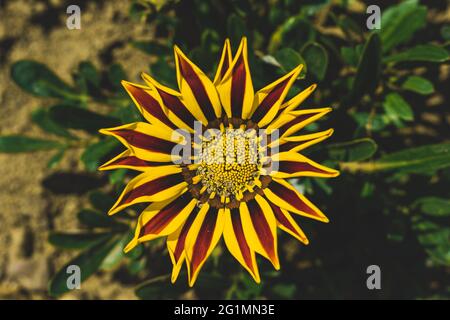 Gelbe und rote Gazania, afrikanische Gänseblümchen-Blume Stockfoto