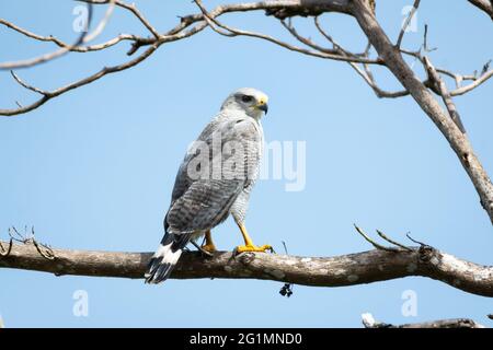 Ein grau gesäumter Hawk, der in einem Baum mit blauem Himmel auf die Kamera blickt. Raptor in freier Wildbahn. Greifvögel. Wildtiere Stockfoto