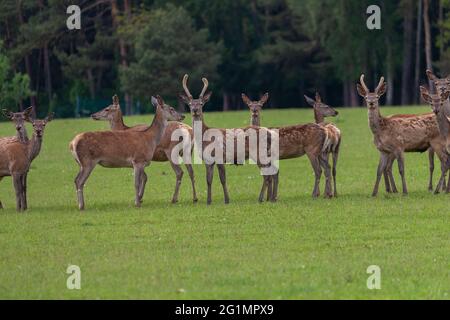 Frankreich, Haute Saone, privater Park, Rothirsche (Cervus elaphus), Weibchen und junge Hirsche (samtbedecktes Hirschgeweih) auf einer Wiese am Waldrand Stockfoto