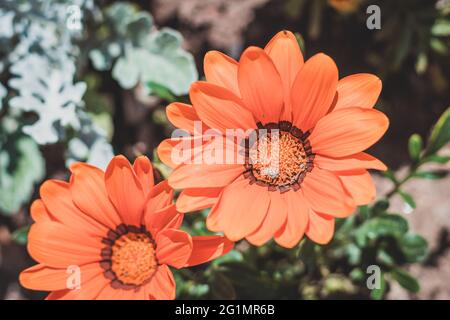 Orangefarbene Blüten von Gazania oder afrikanischer Gänseblümchen Stockfoto