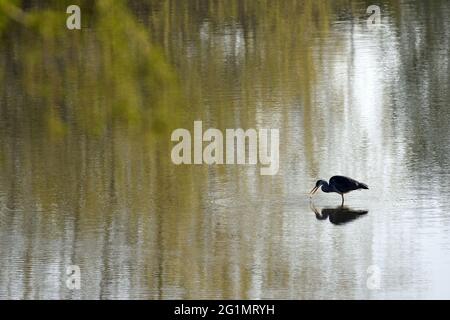 Frankreich, Territoire de Belfort, Belfort, Etang des Forges, Graureiher (Ardea cinerea) Fischerei auf einen Wels (Ictalurus melas) Stockfoto