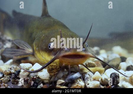 Frankreich, Territoire de Belfort, Teich, Wels (Ictalurus melas) Stockfoto