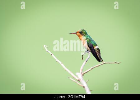 Ein weiblicher getuftete Coquette (Lophornis ornatus) Kolibri, der auf einem schlichten grünen Hintergrund steht. Zweitkleinster Vogel der Welt. Stockfoto