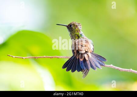 Ein juveniler Kolibri aus Kupfer (Amazilia tobaci), der sich ausdehnt und sich mit einem weichen, unscharfen Hintergrund ausbreitet. Vogel im Garten. Tropischer Vogel in der Natur. Stockfoto
