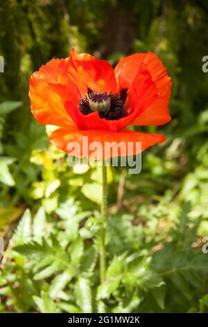 Poppy 'Beauty of Livermere', Papaver orientale, orientalischer Mohn im botanischen Garten Eden Project in Bodelva, Cornwall, Großbritannien, Mai 2021 Stockfoto
