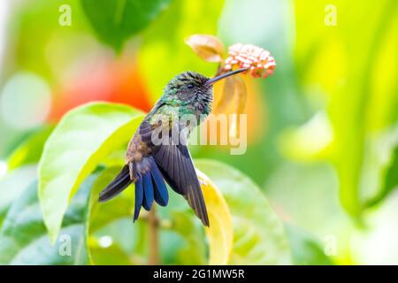 Ein juveniler Kolibri aus Kupfer (Amazilia tobaci), der sich in einer farbenfrohen tropischen Umgebung ausdehnt und sich ausbreitet. Kleiner Vogel, der streicheln kann. Tierwelt in der Natur Stockfoto