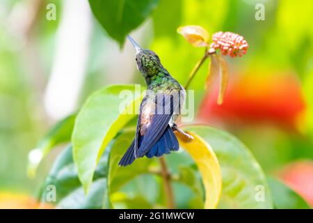 Ein juveniler Kolibri aus Kupfer (Amazilia tobaci), der sich in einer farbenfrohen tropischen Umgebung ausdehnt und sich ausbreitet. Kleiner Vogel, der streicheln kann. Tierwelt in der Natur Stockfoto