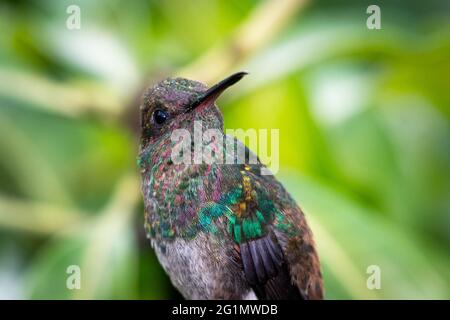 Eine Kopfaufnahme eines jungen kupfergedrumpten Kolibris (Amazilia tobaci) mit verschwommenem Hintergrund. Tropischer Vogel. Junger Vogel im Garten. Stockfoto