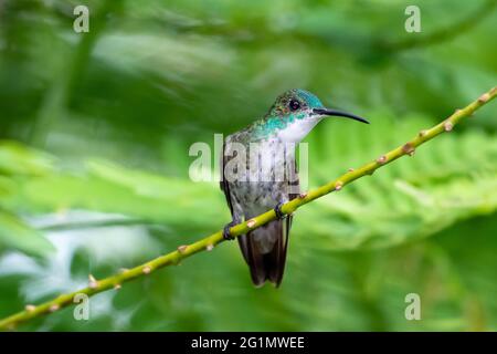 Ein Smaragd-Kolibri mit weißem Chested (Amazilia brevirostris), der im Hintergrund unscharfe Blätter hat. Tropischer Vogel im Garten. Kleiner Vogel. Stockfoto