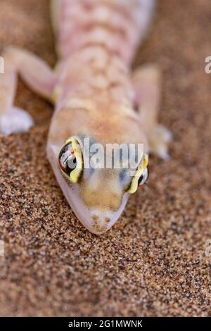 Namibia, Swakopmund, Dorob National Park, Web-footed Gecko oder Namib Web-footed Gecko (Palmatogecko rangei) Stockfoto