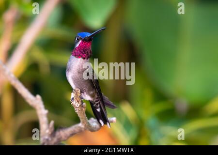 Langschnabelkehlchen-Kolibri (Heliomaster longirostris), der in einer Pflanze starkt, Kolibri, der in der Natur ruht, Vogel in der Natur. Stockfoto