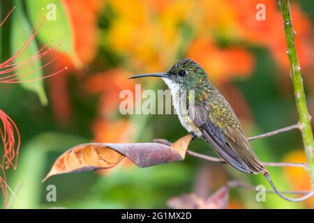 Weißer Smaragd-Kolibri, der in einem Stolz von Barbados-Baum steht. Tropischer Vogel in einem Garten. Nahaufnahme eines Kolibris Stockfoto