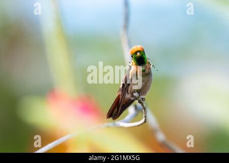 Ein juveniler männlicher getuftete Coquette-Kolibri, der die Kamera anschaut. Tierwelt in der Natur, zweitkleinster Vogel der Welt, tropische Vögel im Garten. Stockfoto