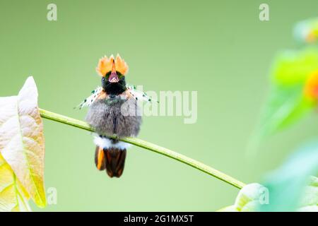 Juvenile männliche getuftete Coquette-Kolibri, die sich ausdehnt. Wildtiere in der Natur, zweitkleinster Vogel der Welt. Tropischer Vogel im Garten. Stockfoto