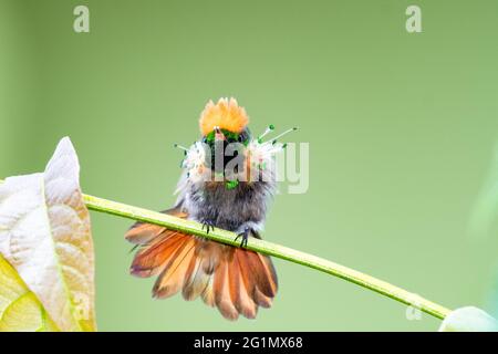 Juvenile männliche getuftete Coquette-Kolibri, die sich ausdehnt. Wildtiere in der Natur, zweitkleinster Vogel der Welt. Tropischer Vogel im Garten. Stockfoto