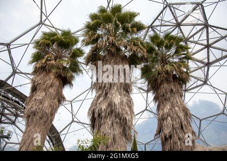 Trio von riesigen Palmen beim Eden Project Mediterranean Biome, Cornwall, Großbritannien, Mai 2021 Stockfoto