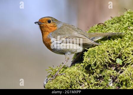 Frankreich, Doubs, Vogel, Singvögel, Rotkehlchen (Erithacus rubecula) Stockfoto