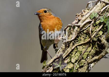 Frankreich, Doubs, Vogel, Singvögel, Rotkehlchen (Erithacus rubecula) Stockfoto