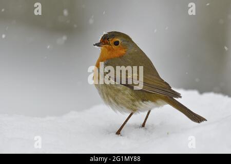 Frankreich, Doubs, Rotkehlchen (Erithacus rubecula), Winter, Schnee Stockfoto