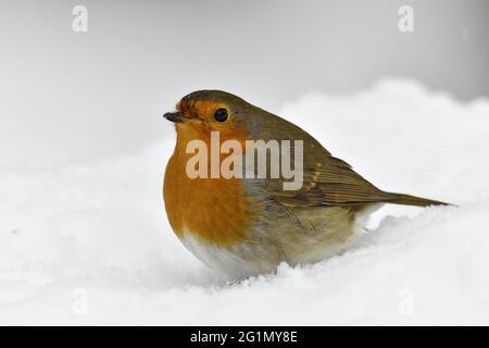 Frankreich, Doubs, Rotkehlchen (Erithacus rubecula), Winter, Schnee Stockfoto