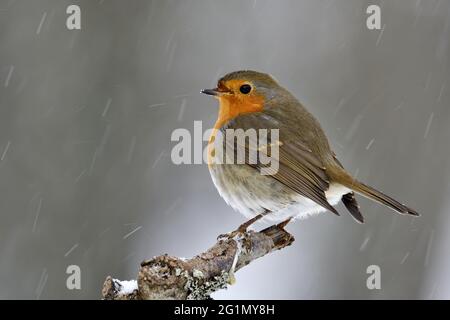 Frankreich, Doubs, Rotkehlchen (Erithacus rubecula), Winter, Schnee Stockfoto